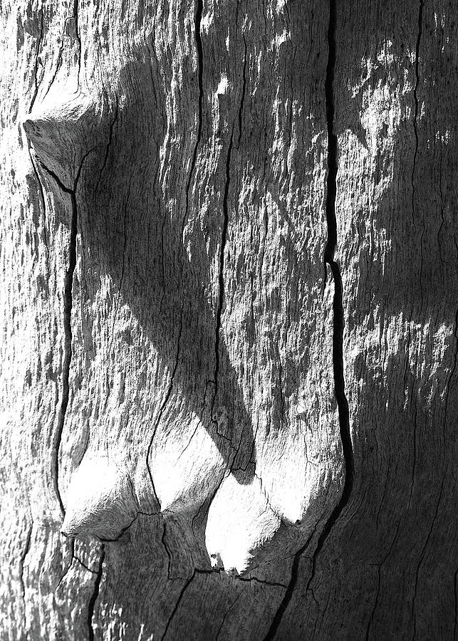 Tree Bark Knobs 2 - BW Photograph by Lexa Harpell