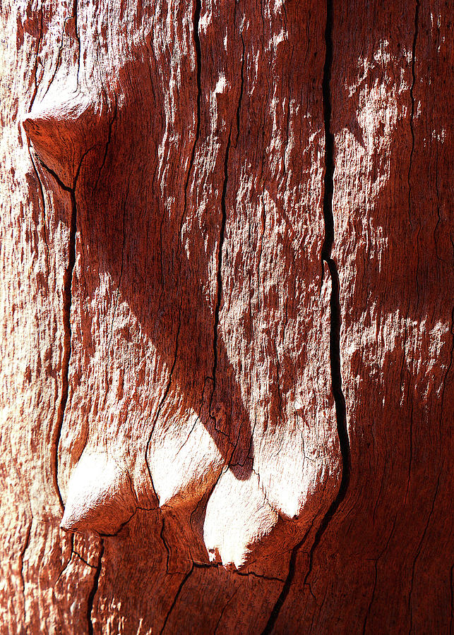 Tree Bark Knobs 2 Photograph by Lexa Harpell