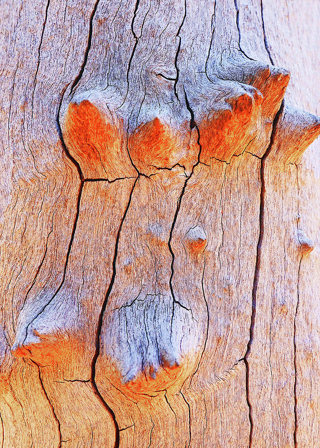 Tree Bark Knobs 1 Photograph by Lexa Harpell