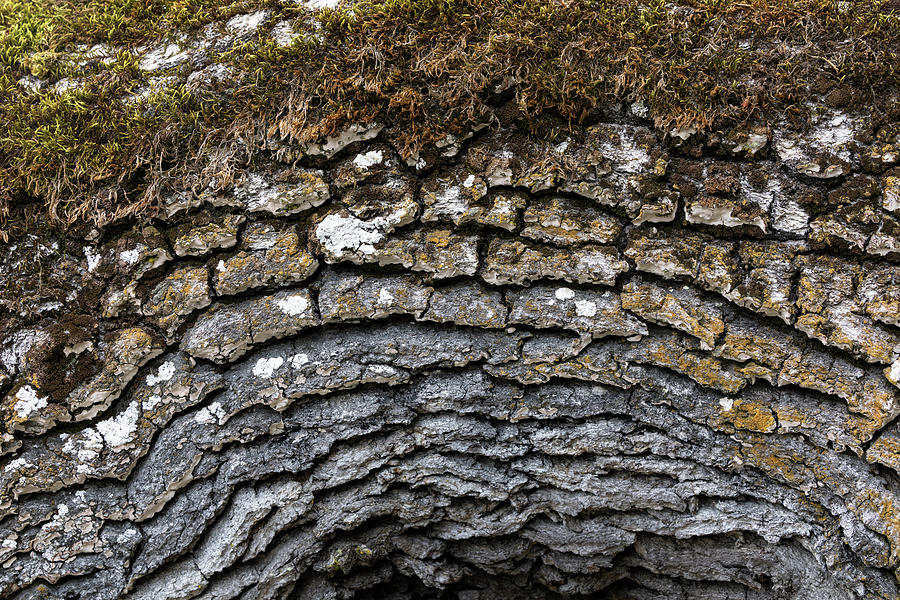 Tree Bark Rows Photograph by Michael Russell