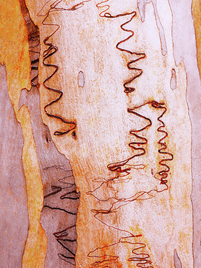 Tree Bark Series #45 Scribbly Gum Photograph by Lexa Harpell