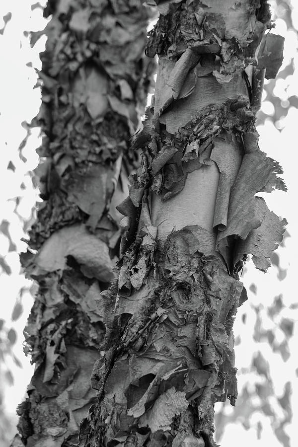 Tree Bark Unfolding Photograph by Mary Anne Delgado