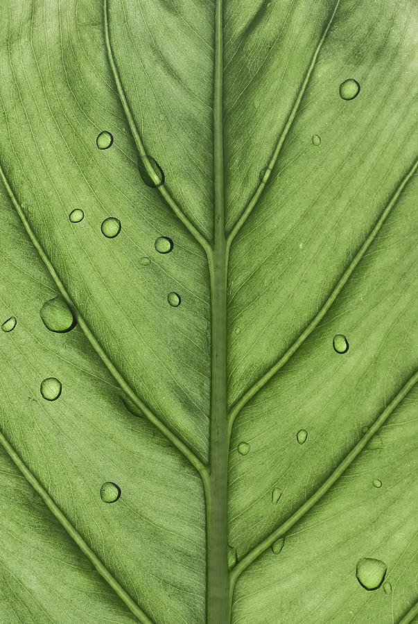 Tree  behind a leaf Photograph by Spiros Gioldasis