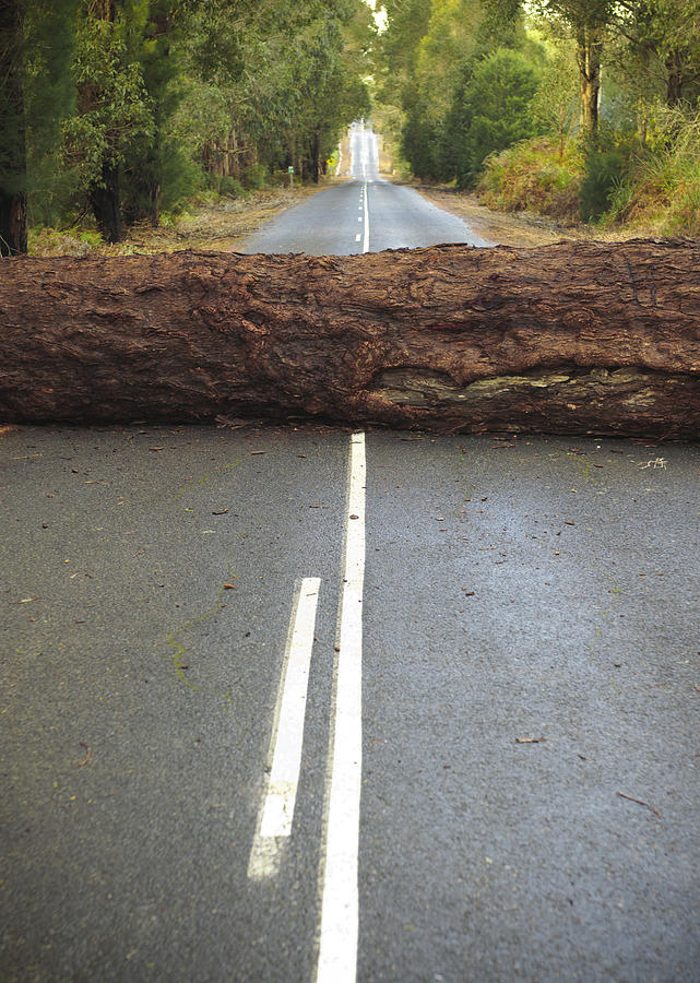 Tree Blocking the Road Photograph by Georgeclerk
