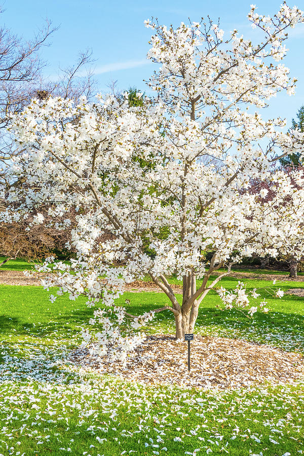 Tree Blooming During Springtime - Cantigny Park, Wheaton, Illinois Photograph by David Morehead