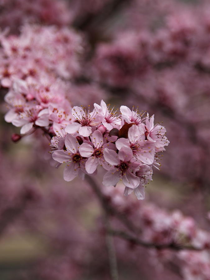 Tree Blossom Photograph by Tara Krauss