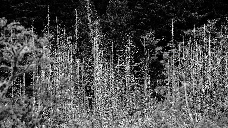 Tree Bones Photograph by Bill Posner