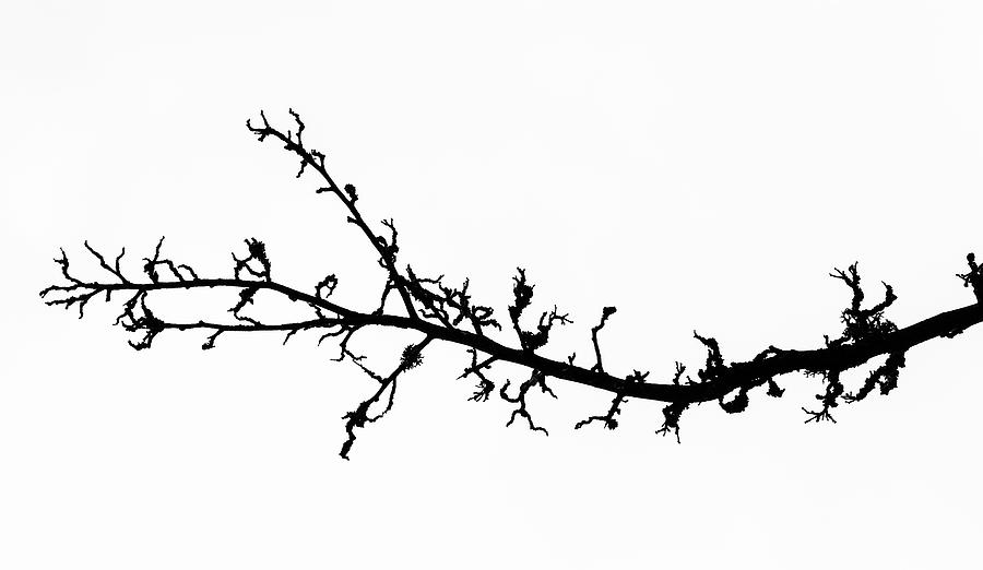 Tree Branch Art Photograph by Martin Vorel Minimalist Photography