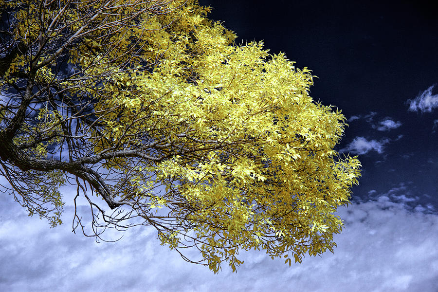 Tree Branch in Infrared Photograph by Randall Nyhof