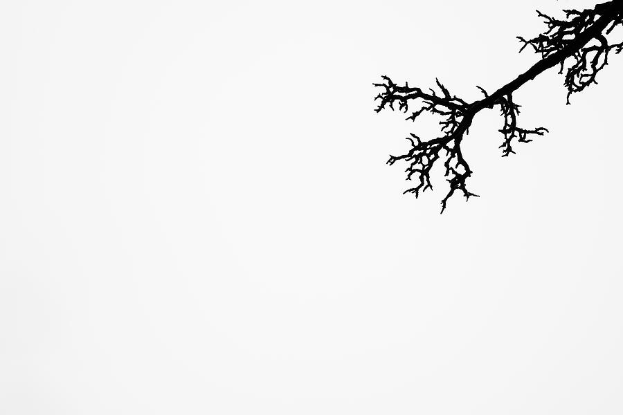 Tree Branch Minimalist Photography Photograph by Martin Vorel Minimalist Photography