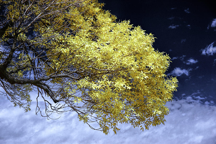 Tree Branch with Leaves in Infrared Photograph by Randall Nyhof