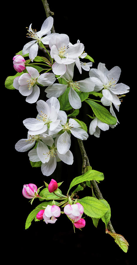 Tree Branch With White And Pink Flowers Photograph by Elvira Peretsman