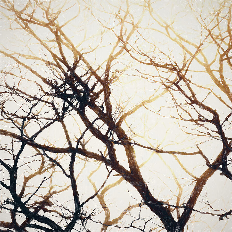 Tree Branches Abstract 2 Digital Art by Tanya C Smith