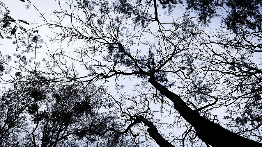 Tree Branches Abstract Photograph by Arj Munoz
