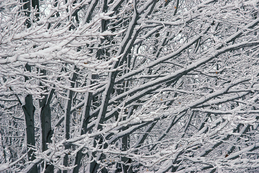Tree branches covered with snow Photograph by Stockbyte