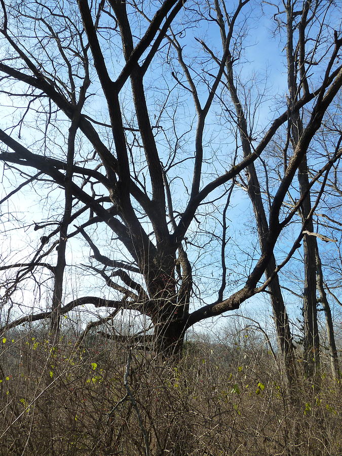 Tree branches every which way in Kentucky Photograph by Stevie Jaeger ...