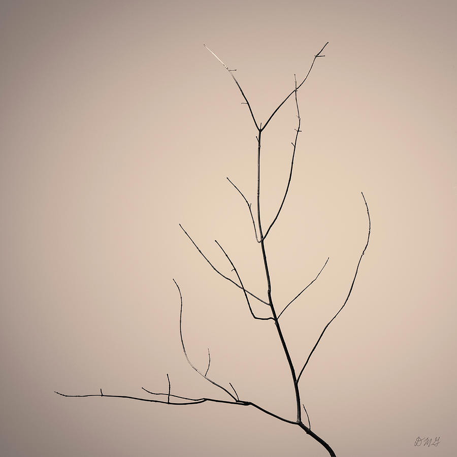 Tree Branches IV Toned Photograph by David Gordon
