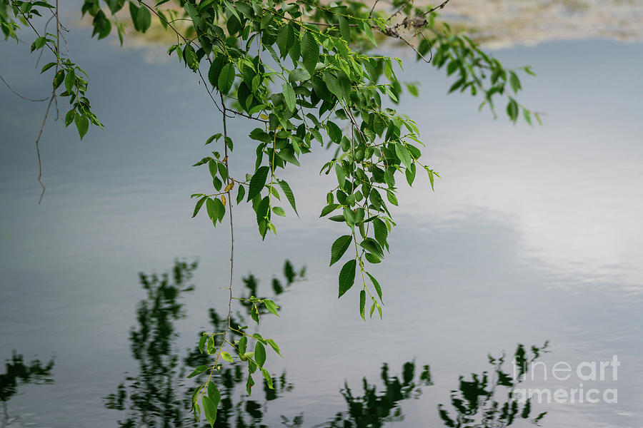 Tree Branches Pond Reflections Photograph by Jennifer White
