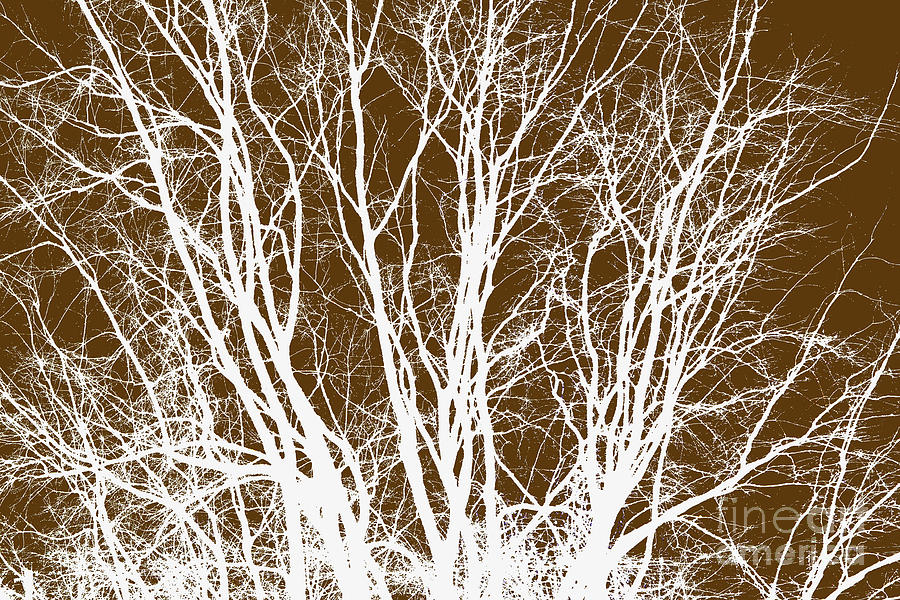 Tree Branches Photograph by Scott Cameron