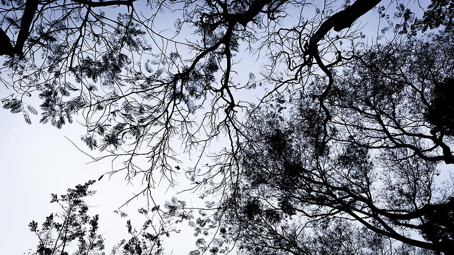 Tree Branches Silhouette Photograph By Arj Munoz