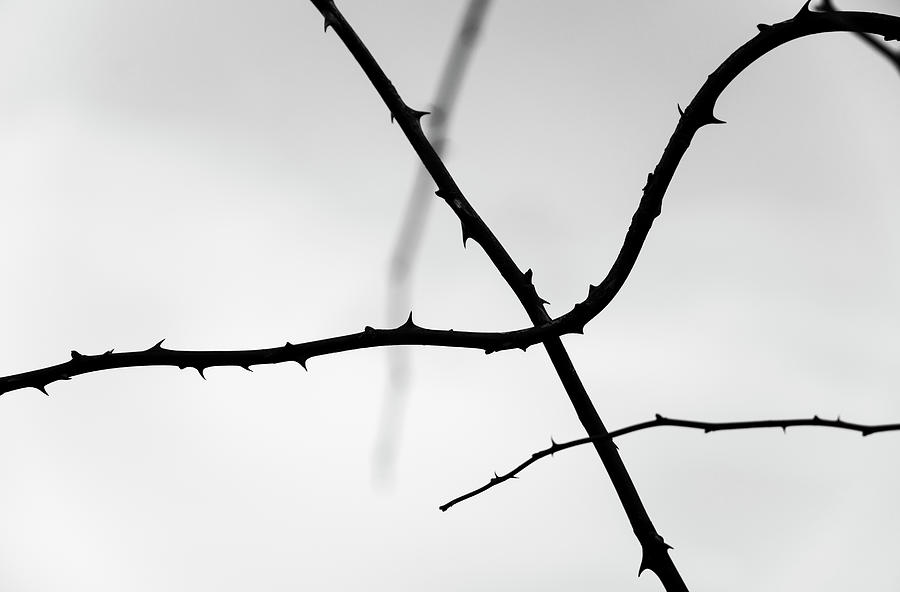 Tree Branches Silhouettes Photograph by Martin Vorel Minimalist Photography
