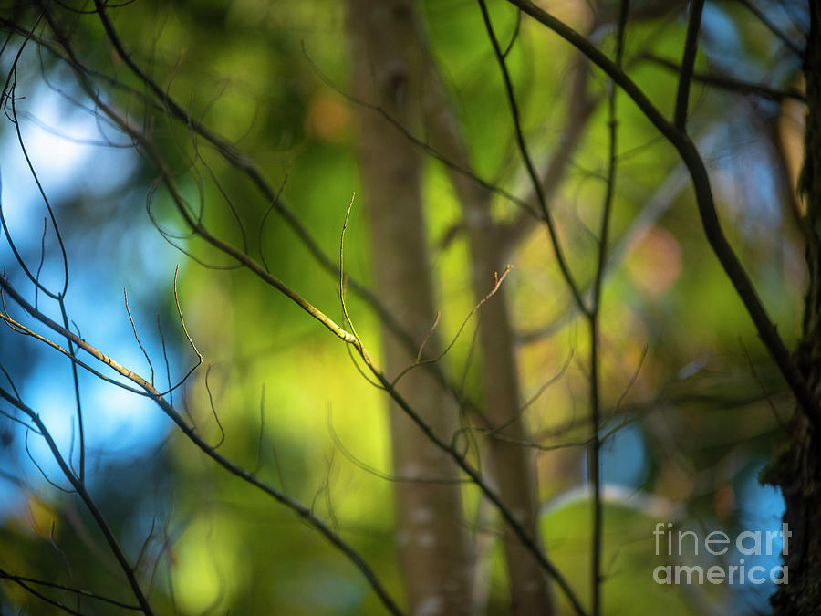 Tree Branches Soft Light Photograph