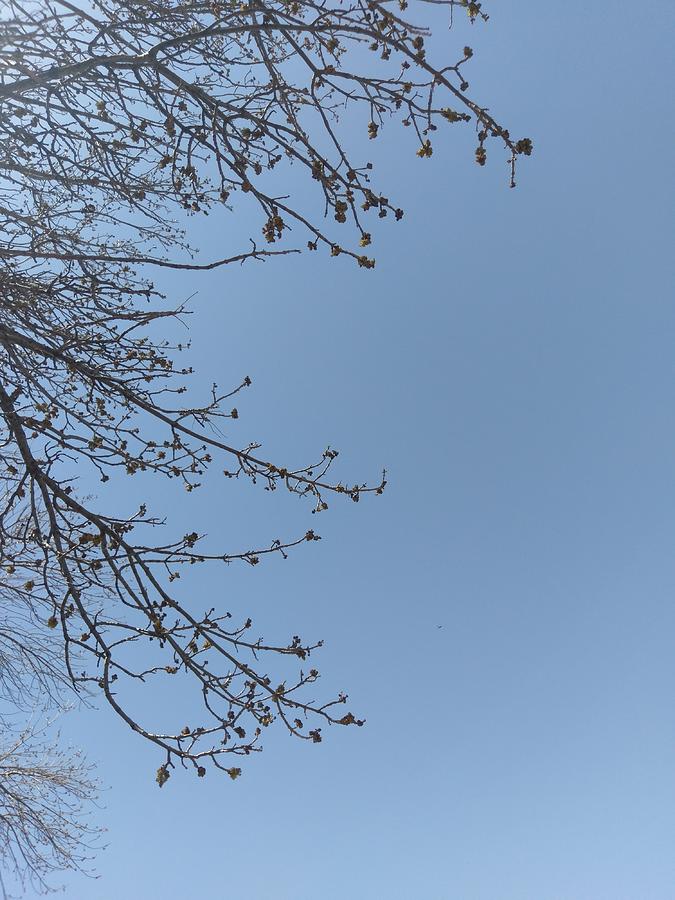 Tree Branches Through The Sky Photograph by Laure Ondoua - Fine Art America