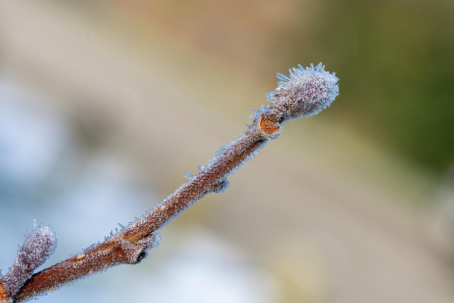 Tree  bud with ice Photograph by Steev Stamford