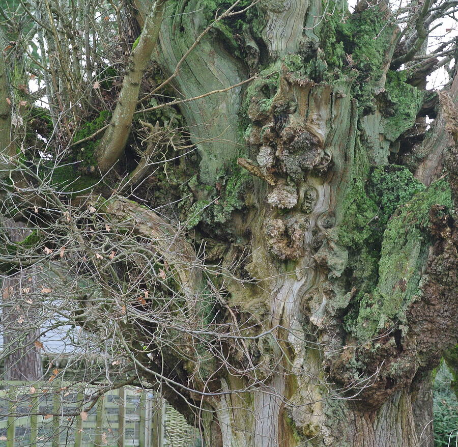 Winter Photograph - Tree Burls SQ by Lynne Iddon