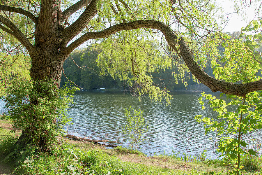 Tree By A Pond Photograph