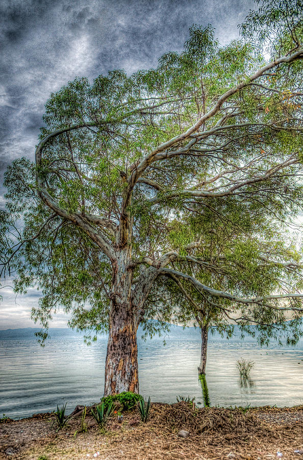 Tree by the Lake Photograph by Tommy Farnsworth