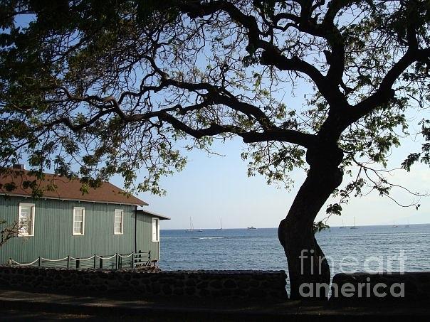 Tree by the Sea Photograph by B Rossitto