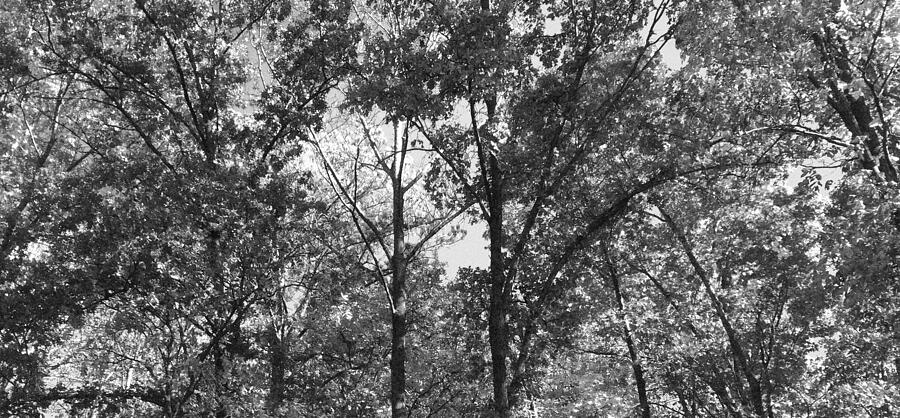 Tree Canopy 1 Photograph by Brandon Strellis Tree Canopy 1 Photograph by Brandon Strellis