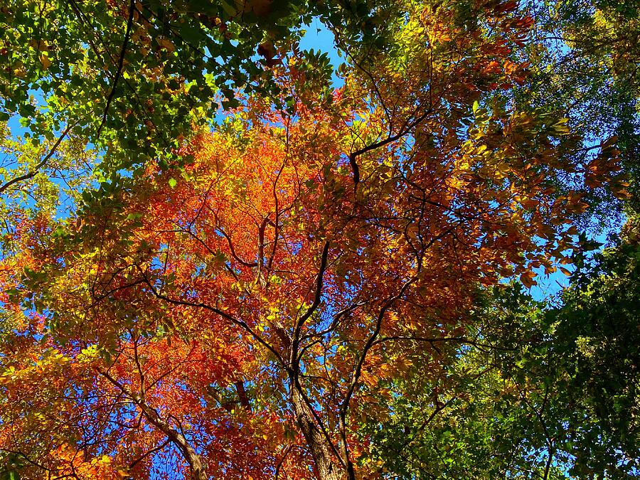 Tree Canopy 2 Photograph by Brandon Strellis Tree Canopy 2 Photograph by Brandon Strellis