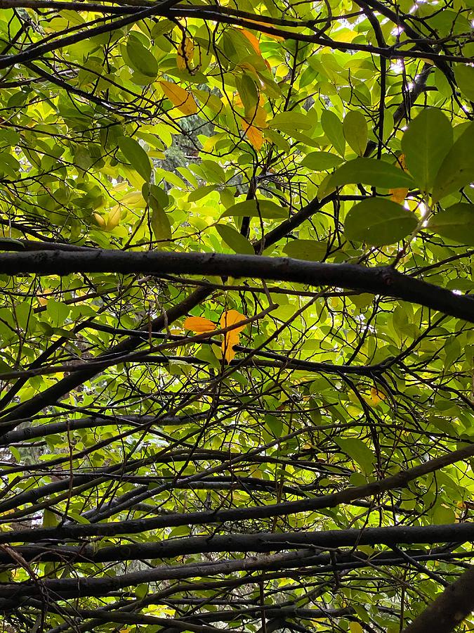 Tree Canopy  Photograph by Jerry Abbott