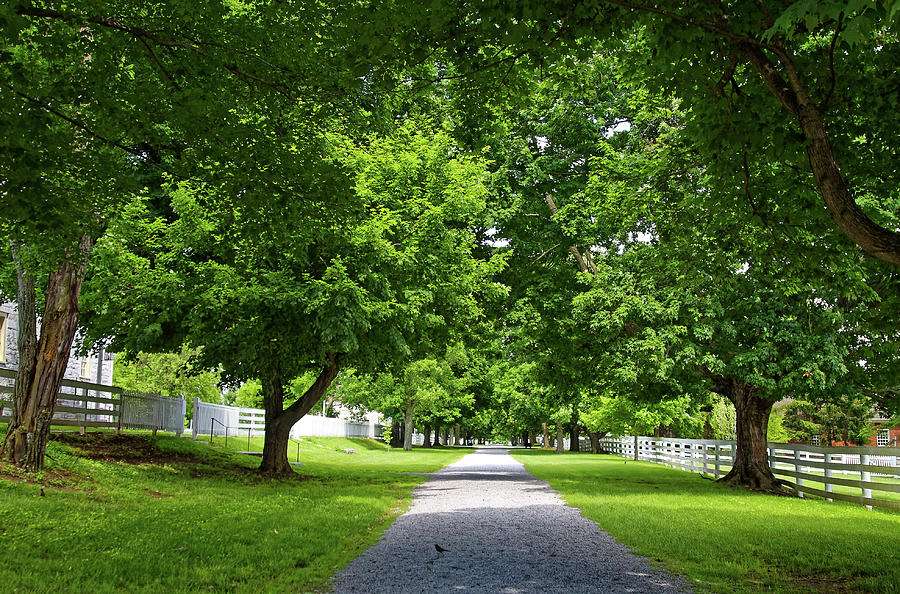 Tree Canopy Lane Photograph by Sally Weigand