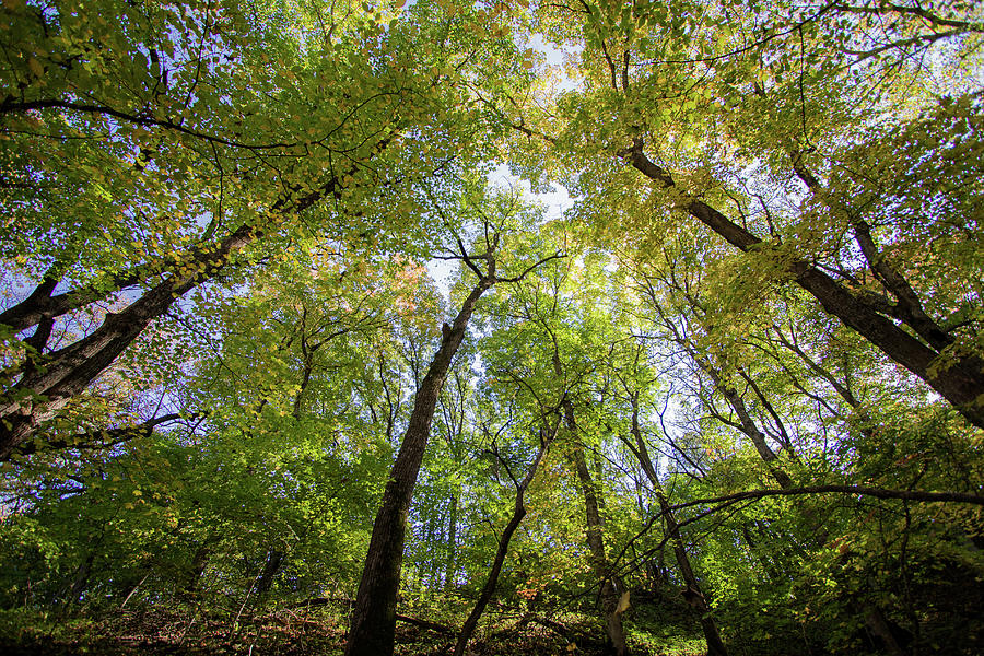 Tree Canopy Photograph by Peter Bouman - Fine Art America