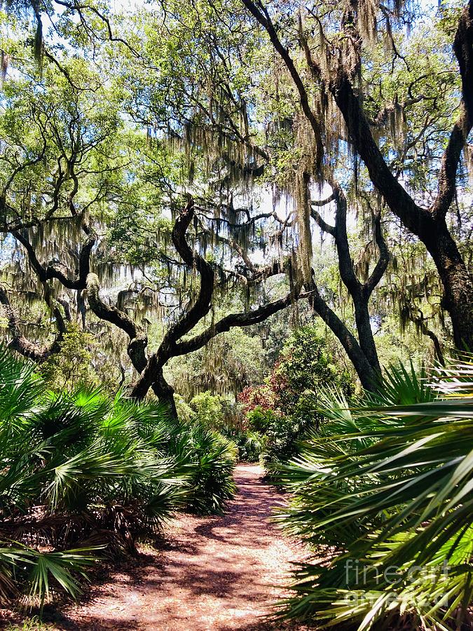 Tree Canopy Photograph by Tina M Powell - Fine Art America