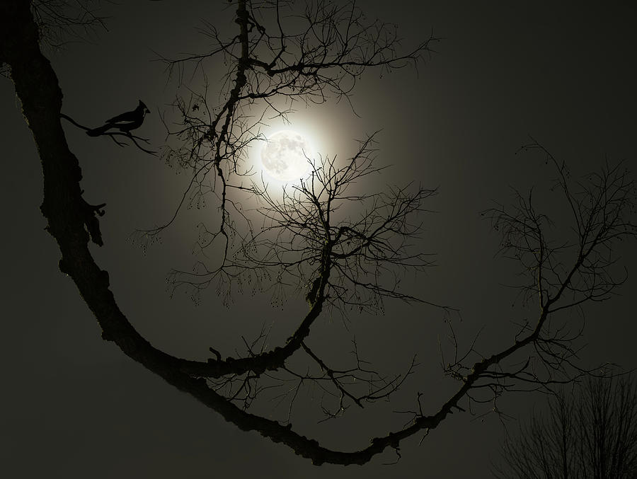 Tree Captures Wolf as Cardinal Looks On  - Wolf Moon with hackberry tree - Horizontal crop Photograph by Peter Herman