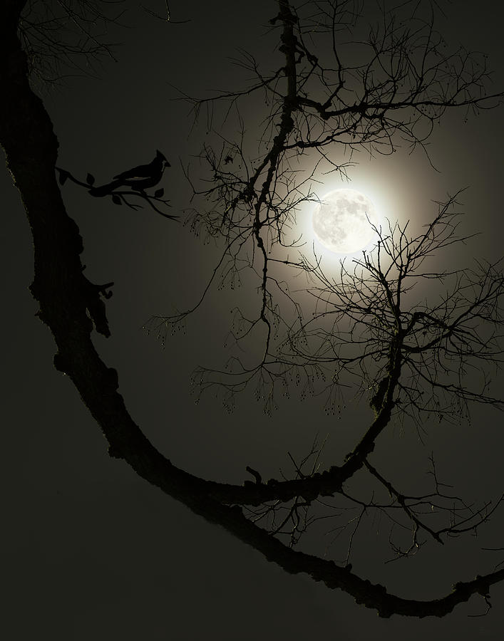 Tree Captures Wolf as Cardinal Looks On  - Wolf Moon with hackberry tree - Vertical crop Photograph by Peter Herman