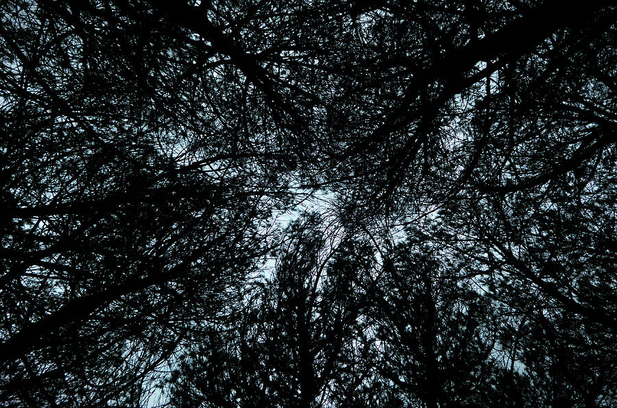 Tree Ceiling Silhouettes Photograph by Angelo DeVal