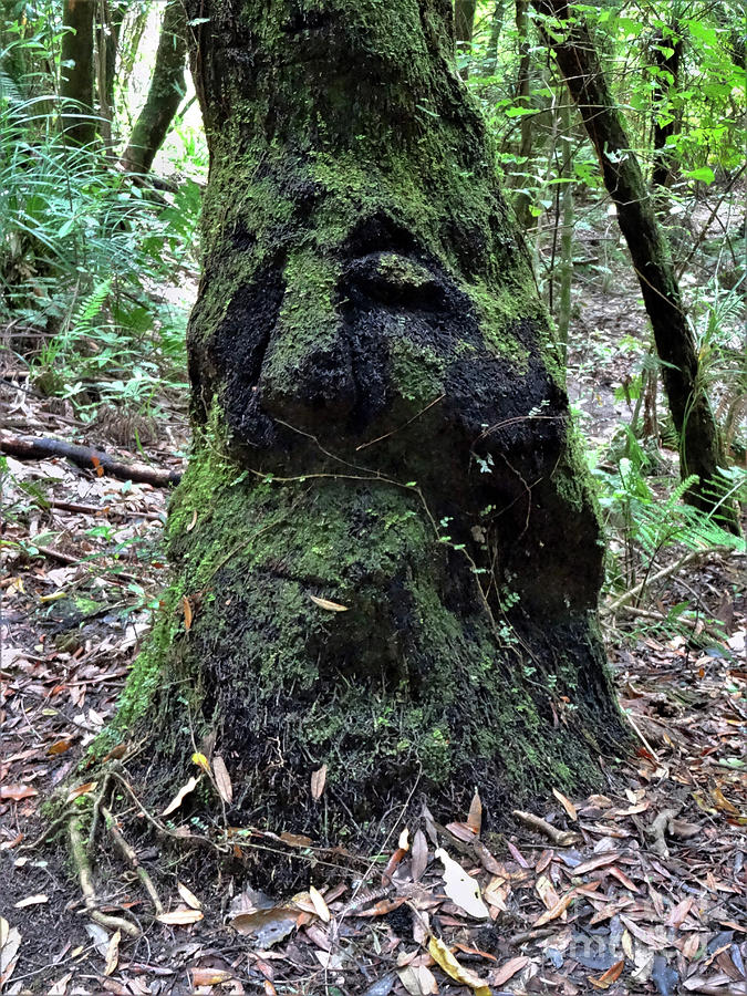 Tree Character Photograph by Dawn Steiger - Fine Art America