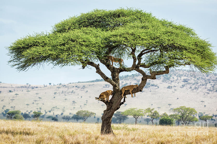 Tree Climbing Lions 1 Photograph by Timothy Hacker