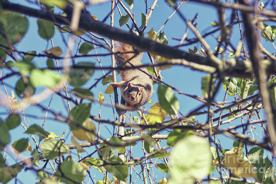 Tree Climbing Squirrel Photograph
