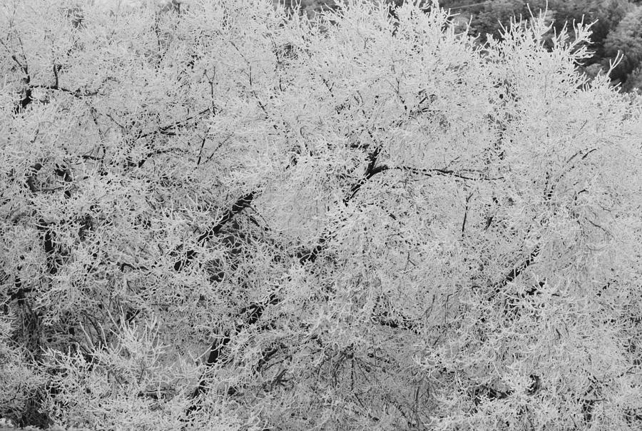 Tree Coated in Ice Black and White Photograph by Gaby Ethington
