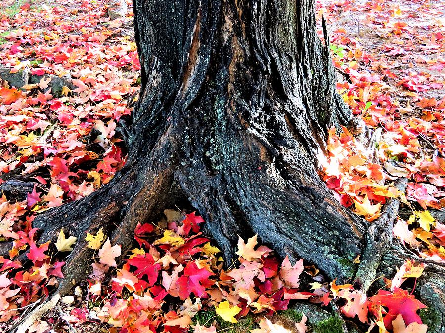 Tree Confetti in Autumn Photograph by Linda Stern