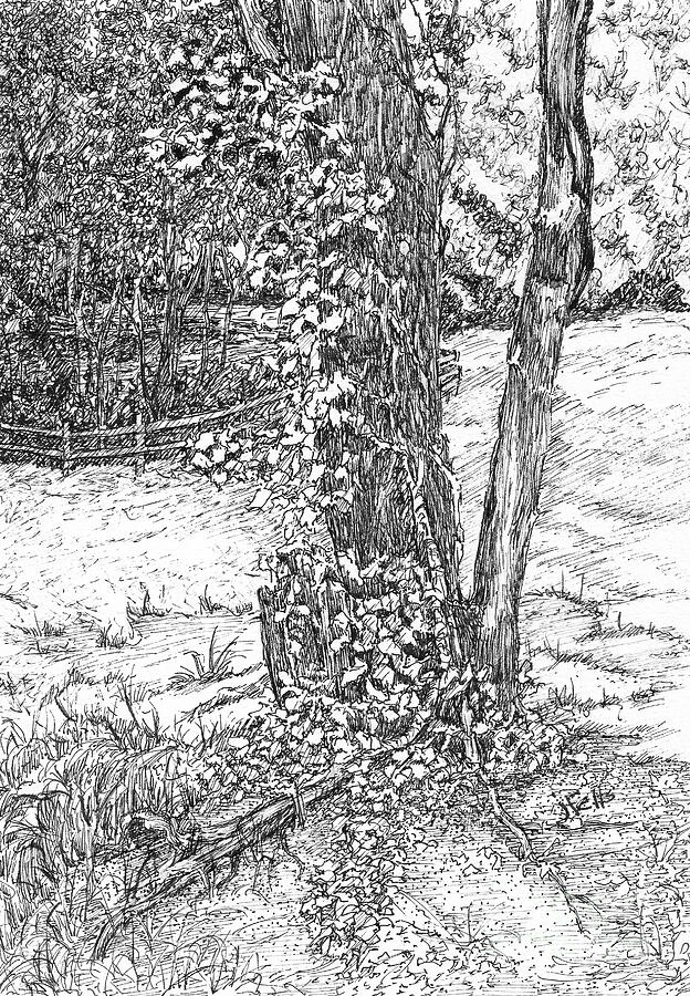 Tree Covered in Vines Drawing by Janet Felts - Fine Art America