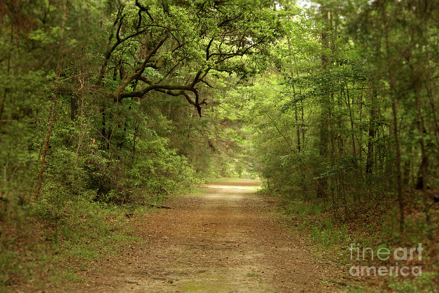 Tree-covered Path Photograph by Cortney Price