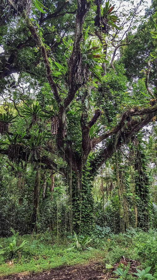 Sacred Tree Photograph by Donna Maltz - Fine Art America