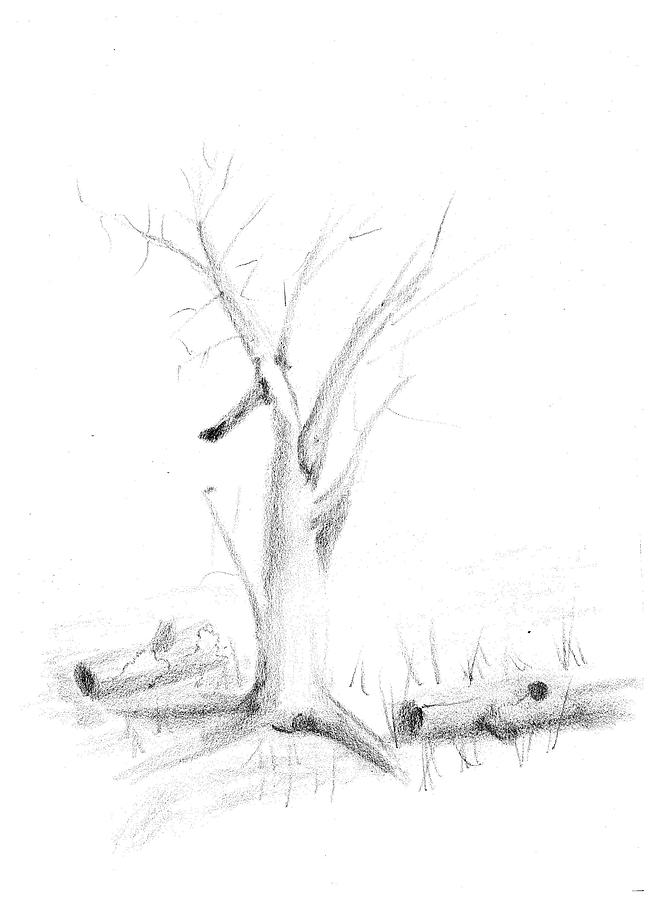 Tree drawing #k7 Drawing by Leif Sohlman